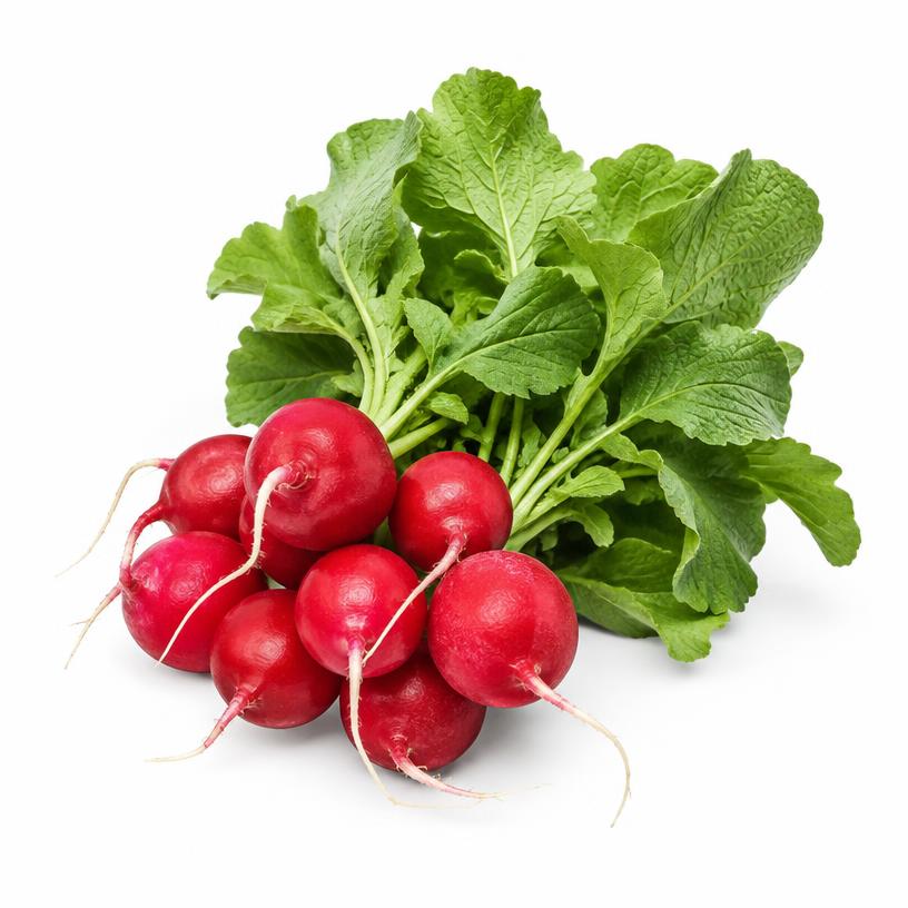 فجل